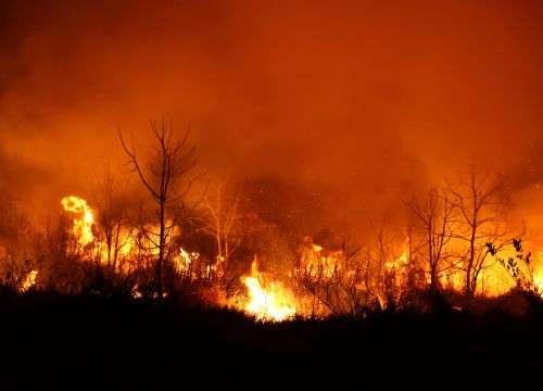 les feux de forêt